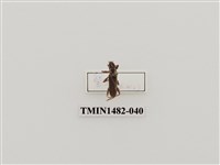 藏品(天牛科(一)台灣)的圖片